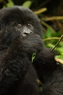Mary: Rwanda, Volcanoes National Park. Mountain