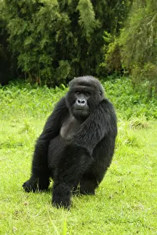Mary: Rwanda, Volcanoes National Park. Mountain