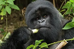 Mary: Rwanda, Volcanoes National Park. Mountain