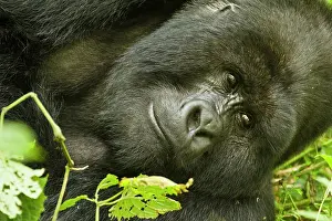 Mary: Rwanda, Volcanoes National Park. Mountain