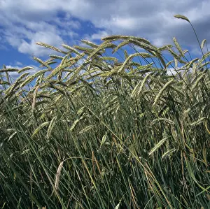 Cereale: Rye crop
