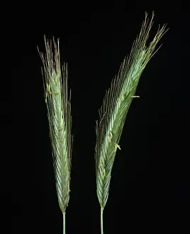 Cereale: Rye ears