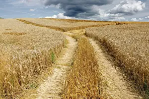 Grain: Rye field shortly in front of harvest and an approaching
