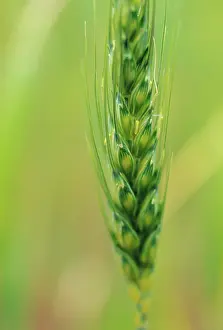 Cereale: Rye
