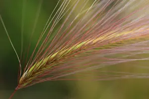 Cereale: Rye