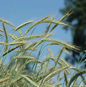 Ripening: Rye (Secale cereale)