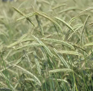 Ripening: Rye (Secale cereale)