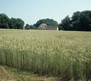 Ripening: Rye (Secale cereale) crop, Germany