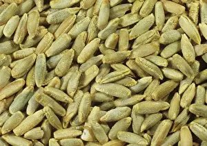 Cereale: Rye Seed