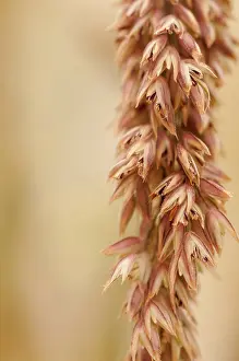 Lolium: Ryegrass, Italian Ryegrass, Lolium multiflorum