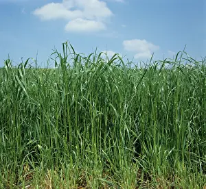 Mown: Ryegrass (Lolium sp.)