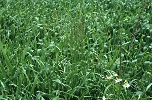 Lolium: Ryegrass (Lolium sp.) plants in an immature wheat