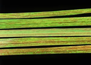 Lolium: Ryegrass mosaic virus
