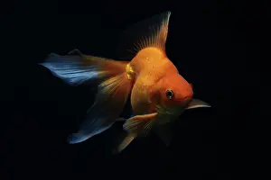 Characteristics: Ryukin Goldfish