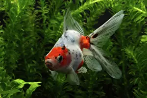 Characteristics: Ryukin Goldfish
