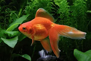 Characteristics: Ryukin Goldfish