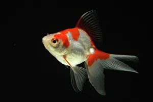 Characteristics: Ryukin goldfish