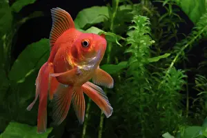 Characteristics: Ryukin goldfish
