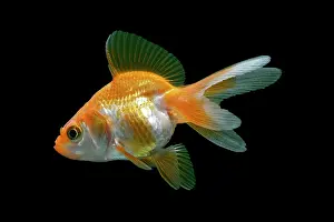 Ryukin: Ryukin / Goldfish derivitive - side view