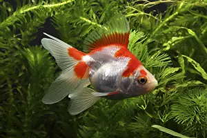 Mutations: Ryukin Goldfish swimming and aquarium plants