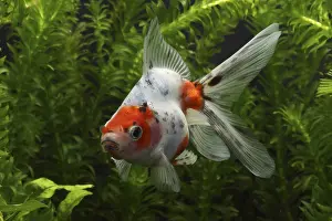 Mutations: Ryukin Goldfish swimming and aquarium plants