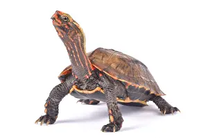 Anapsida: Ryukyu Black-breasted Leaf Turtle (Geoemyda japonica)