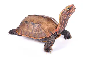 Anapsida: Ryukyu Black-breasted Leaf Turtle (Geoemyda japonica)