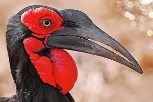 Hornbill: S