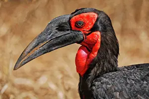 Hornbill: S