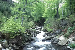 Streams: S. W. France - river, in beech forest on Mont d'Olmes