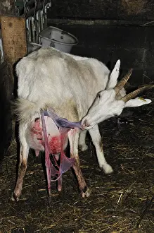 Connective: Saanen goat eating the placenta after parturition France