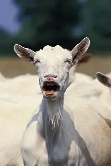 Home: Saanen goat, female bleating