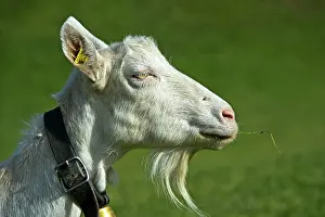 Bern: Saanen goat, unhorned goat with goatee, Saanen