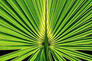 Line: Sabal Palm