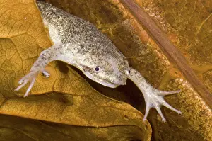 Surinam: Sabana Surinam Toad