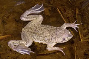 Surinam: Sabana Surinam Toad