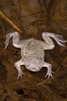 Surinam: Sabana Surinam Toad