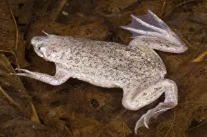 Surinam: Sabana Surinam Toad