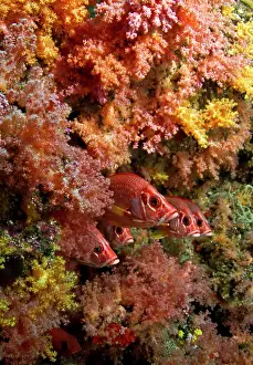 Squirrelfish: Saber Squirrelfish