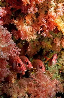 Squirrelfish: Saber Squirrelfish