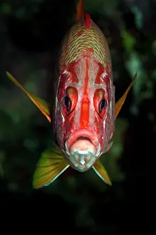Squirrelfish: Saber Squirrelfish