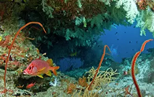 Squirrelfish: Saber Squirrelfish - in a soft coral cave