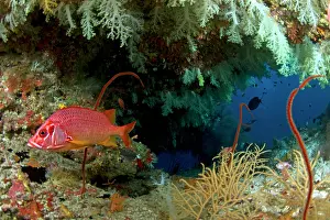 Squirrelfish: Saber Squirrelfish - in a soft coral cave