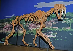 Pleistocene: Saber Tooth Cat