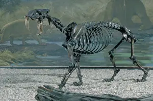 Brea: Saber-Tooth Cat
