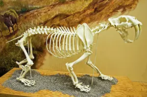 Canines: Saber Tooth Tiger