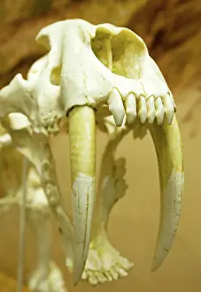 Canines: Saber Tooth Tiger