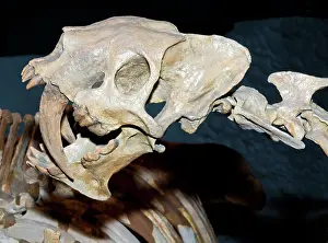 Pleistocene: Saber Tooth Tiger Fossil