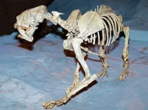 Pleistocene: Saber Tooth Tiger Fossil