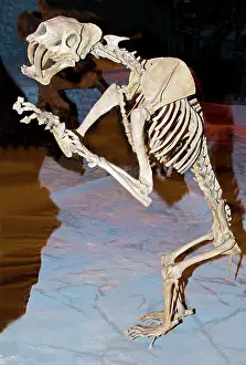 Pleistocene: Saber Tooth Tiger Fossil